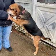 Shep, an adoptable Bloodhound, Shepherd in Saratoga Springs, NY, 12866 | Photo Image 2