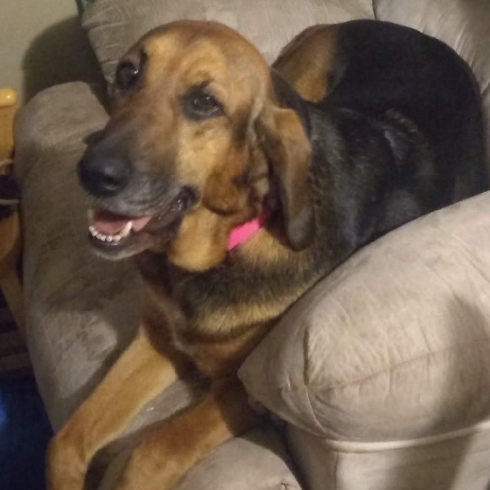 Shep, an adoptable Bloodhound, Shepherd in Saratoga Springs, NY, 12866 | Photo Image 3