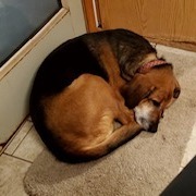 Shep, an adoptable Bloodhound, Shepherd in Saratoga Springs, NY, 12866 | Photo Image 4