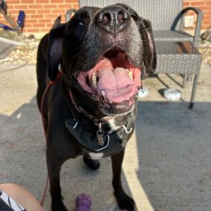 Henry, Senior Male unknown