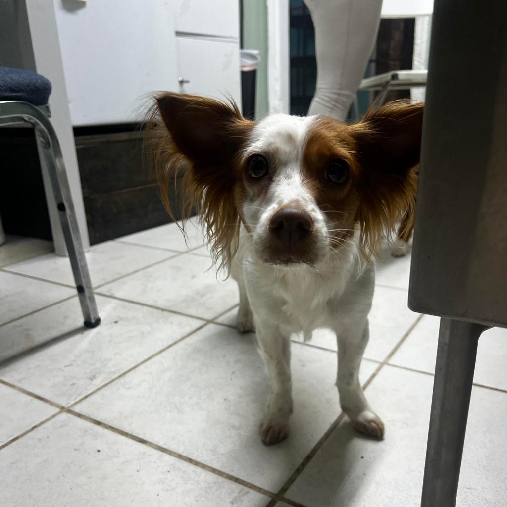 Madeline, an adoptable Papillon in Savannah, GA, 31406 | Photo Image 1