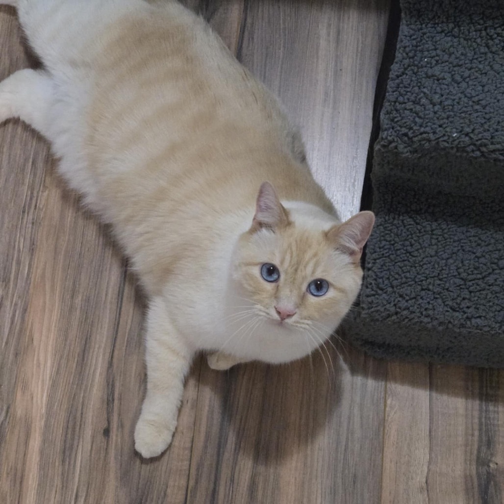 Alaska Stoppelmoor, an adoptable Siamese in Eagle Mountain, UT, 84005 | Photo Image 1