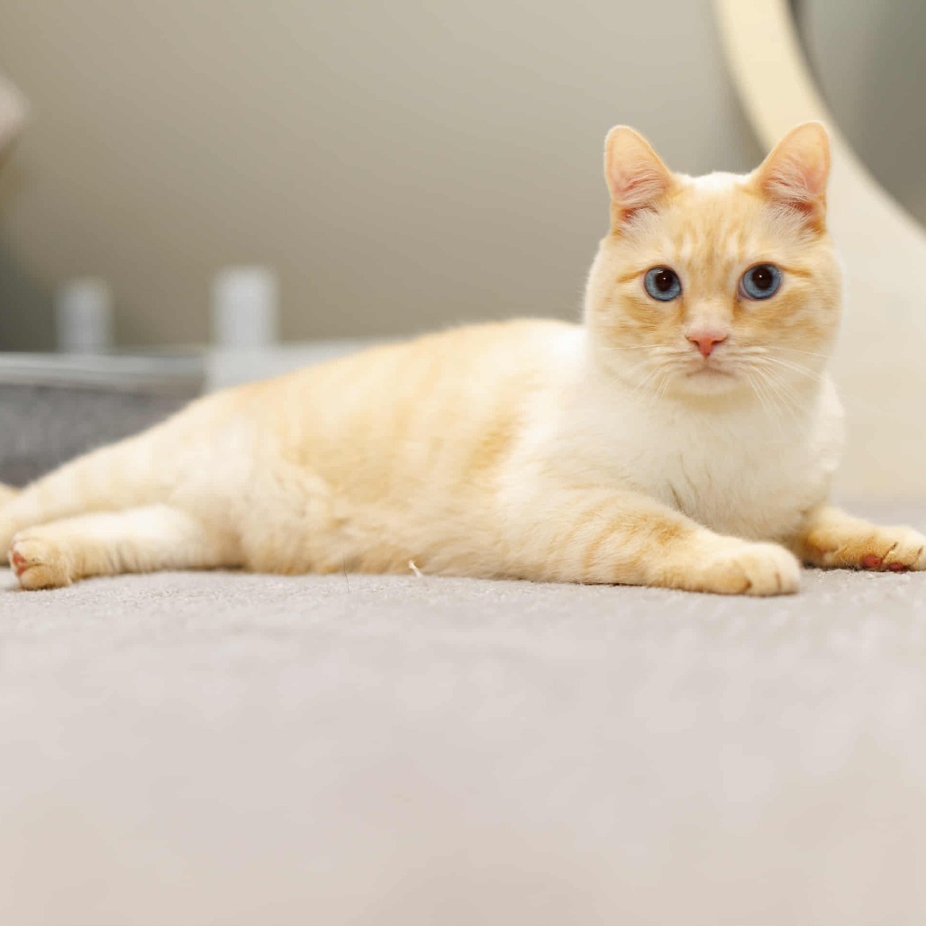 Alaska Stoppelmoor, an adoptable Siamese in Eagle Mountain, UT, 84005 | Photo Image 1