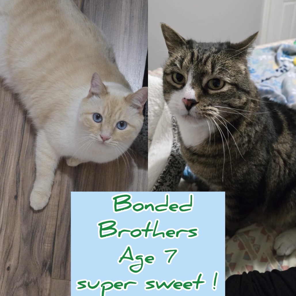 Alaska Stoppelmoor, an adoptable Siamese in Eagle Mountain, UT, 84005 | Photo Image 2