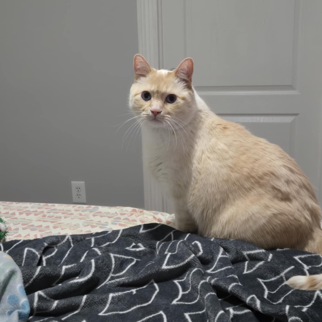 Alaska Stoppelmoor, an adoptable Siamese in Eagle Mountain, UT, 84005 | Photo Image 3
