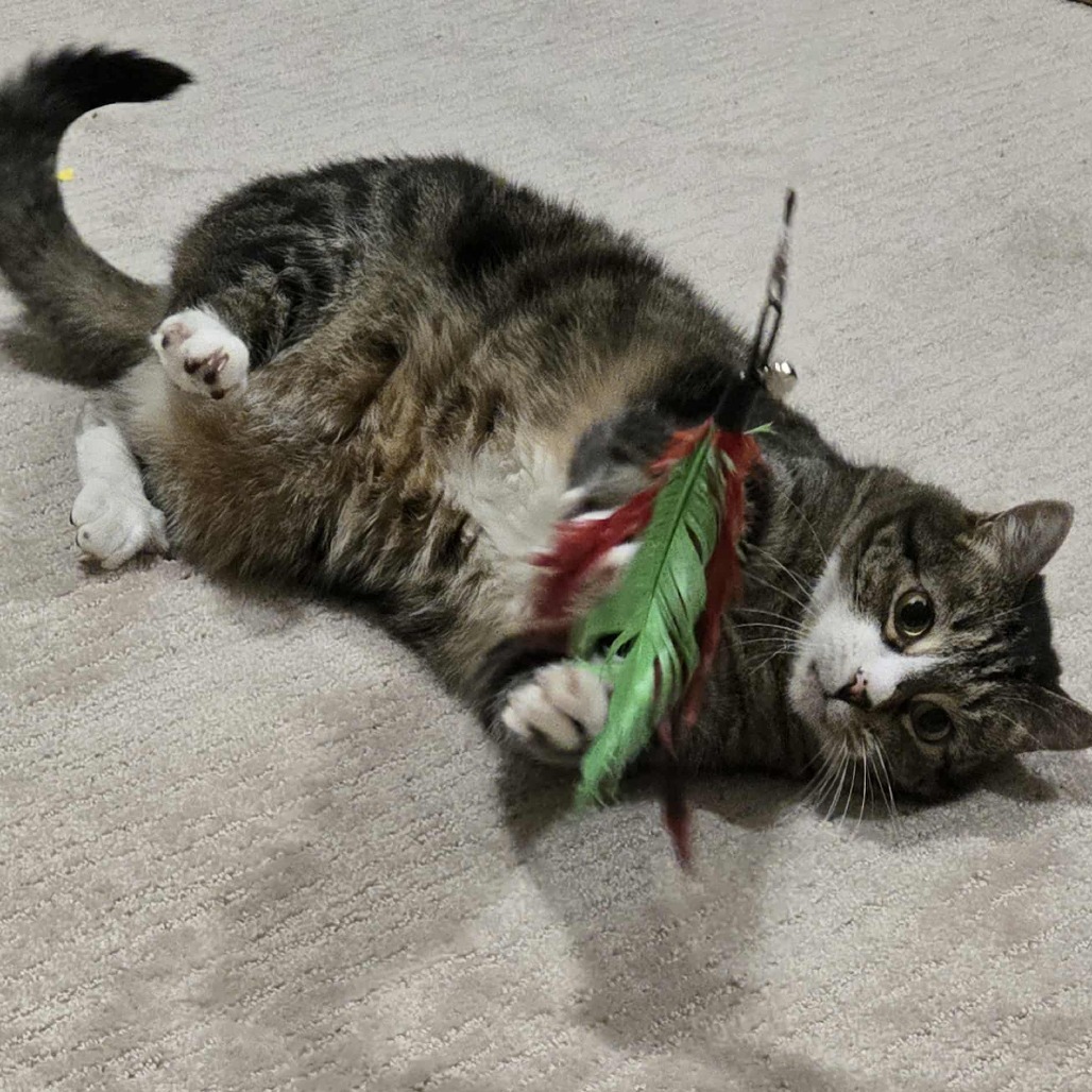 Aries Stoppelmoor, an adoptable Domestic Short Hair in Eagle Mountain, UT, 84005 | Photo Image 1