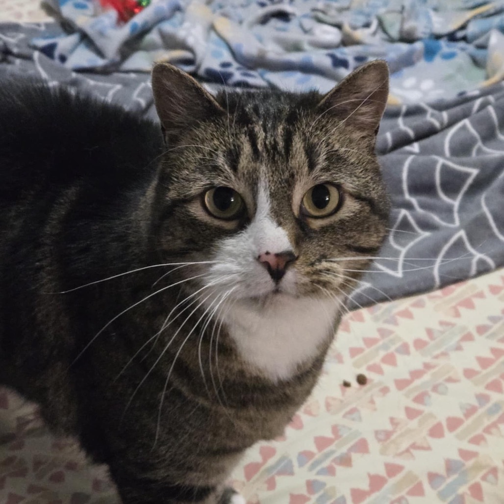 Aries Stoppelmoor, an adoptable Domestic Short Hair in Eagle Mountain, UT, 84005 | Photo Image 3