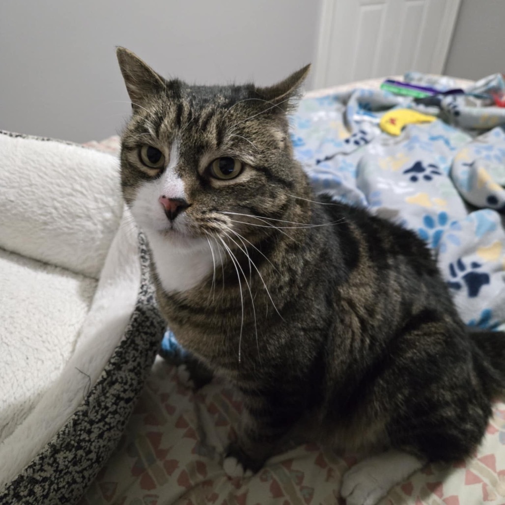 Aries Stoppelmoor, an adoptable Domestic Short Hair in Eagle Mountain, UT, 84005 | Photo Image 4