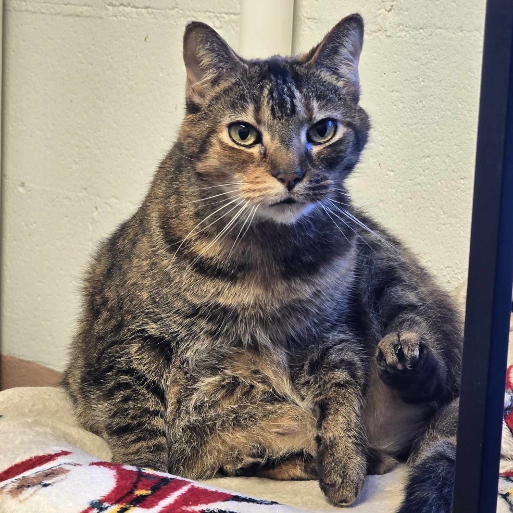 Georgia, an adoptable Domestic Short Hair in Sand Springs, OK, 74063 | Photo Image 1