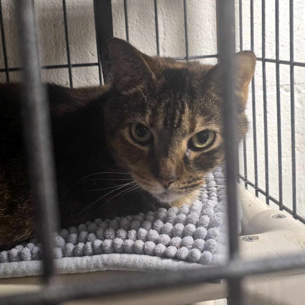 Georgia, an adoptable Domestic Short Hair in Sand Springs, OK, 74063 | Photo Image 2