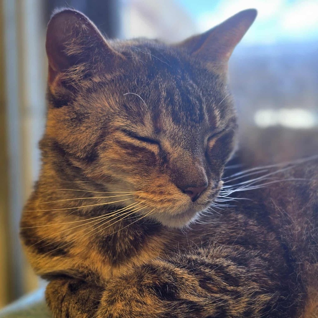 Georgia, an adoptable Domestic Short Hair in Sand Springs, OK, 74063 | Photo Image 3