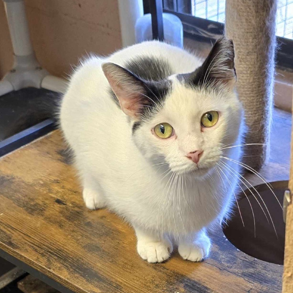 Gamora, an adoptable Domestic Short Hair in Sand Springs, OK, 74063 | Photo Image 1