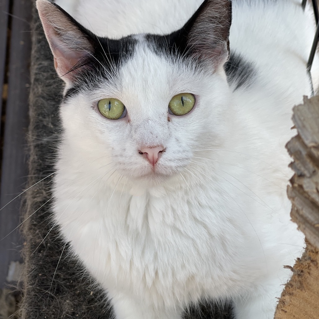 Gamora, an adoptable Domestic Short Hair in Sand Springs, OK, 74063 | Photo Image 1