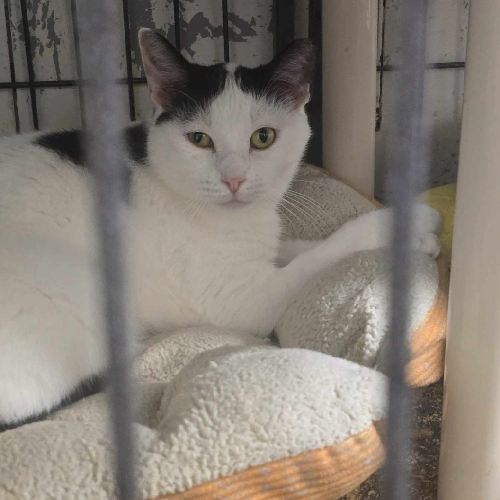 Gamora, an adoptable Domestic Short Hair in Sand Springs, OK, 74063 | Photo Image 2