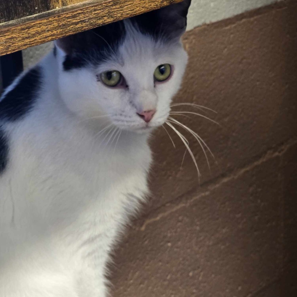 Gamora, an adoptable Domestic Short Hair in Sand Springs, OK, 74063 | Photo Image 3