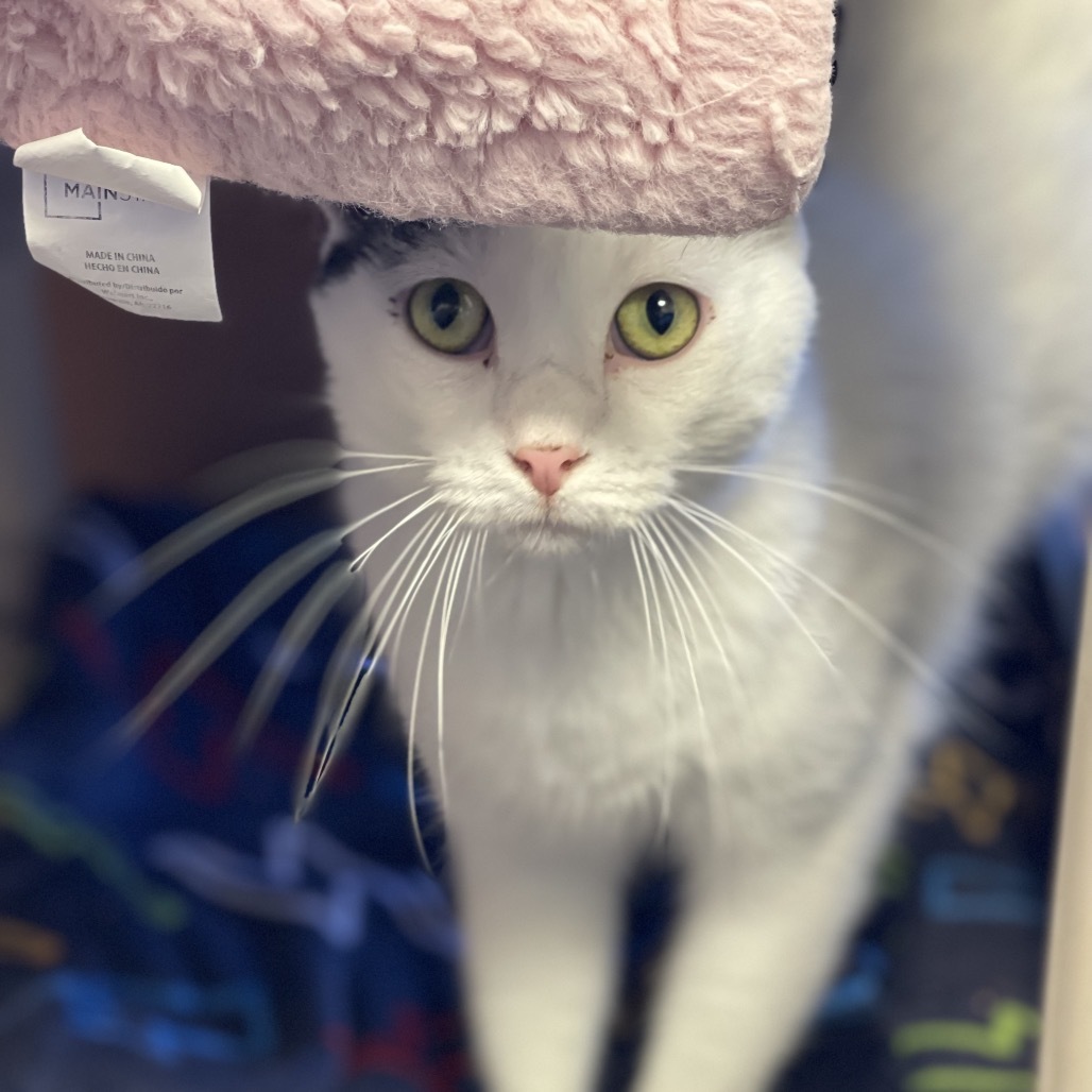 Gamora, an adoptable Domestic Short Hair in Sand Springs, OK, 74063 | Photo Image 3