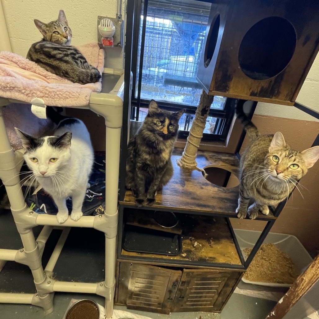 Gamora, an adoptable Domestic Short Hair in Sand Springs, OK, 74063 | Photo Image 5