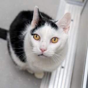 Weezie is a curious bebe He wants to be in the same room as you and wonders about what youre