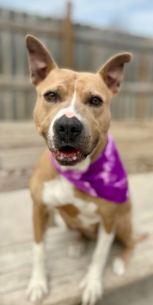 Paris, an adoptable Mixed Breed in Muskegon, MI, 49442 | Photo Image 1