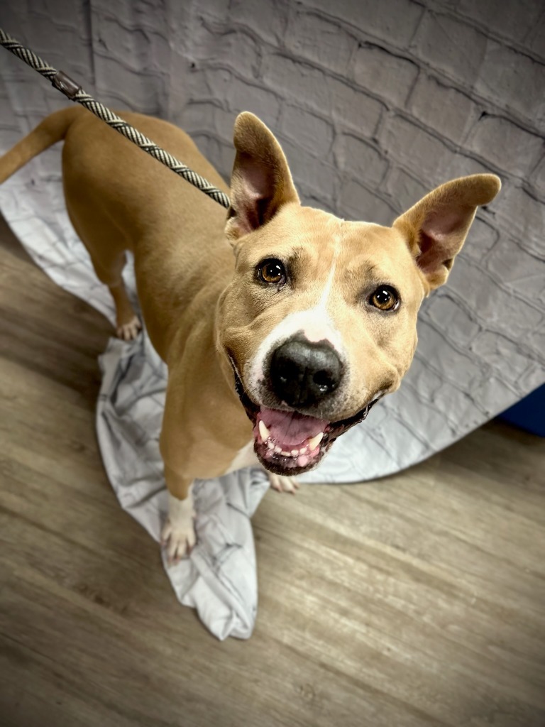 Paris, an adoptable Mixed Breed in Muskegon, MI, 49442 | Photo Image 2
