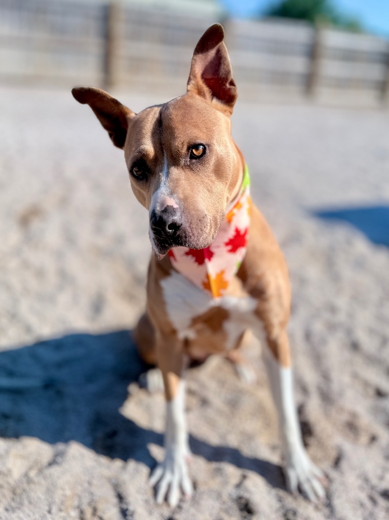 Paris, an adoptable Mixed Breed in Muskegon, MI, 49442 | Photo Image 4