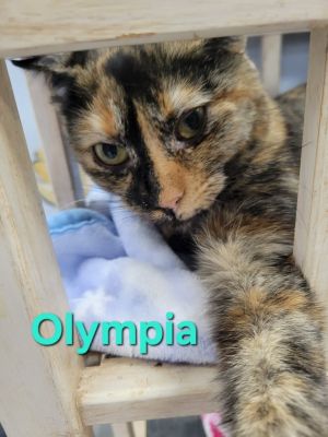 Olympia, Young Female Domestic Short Hair