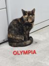 Olympia photo 2