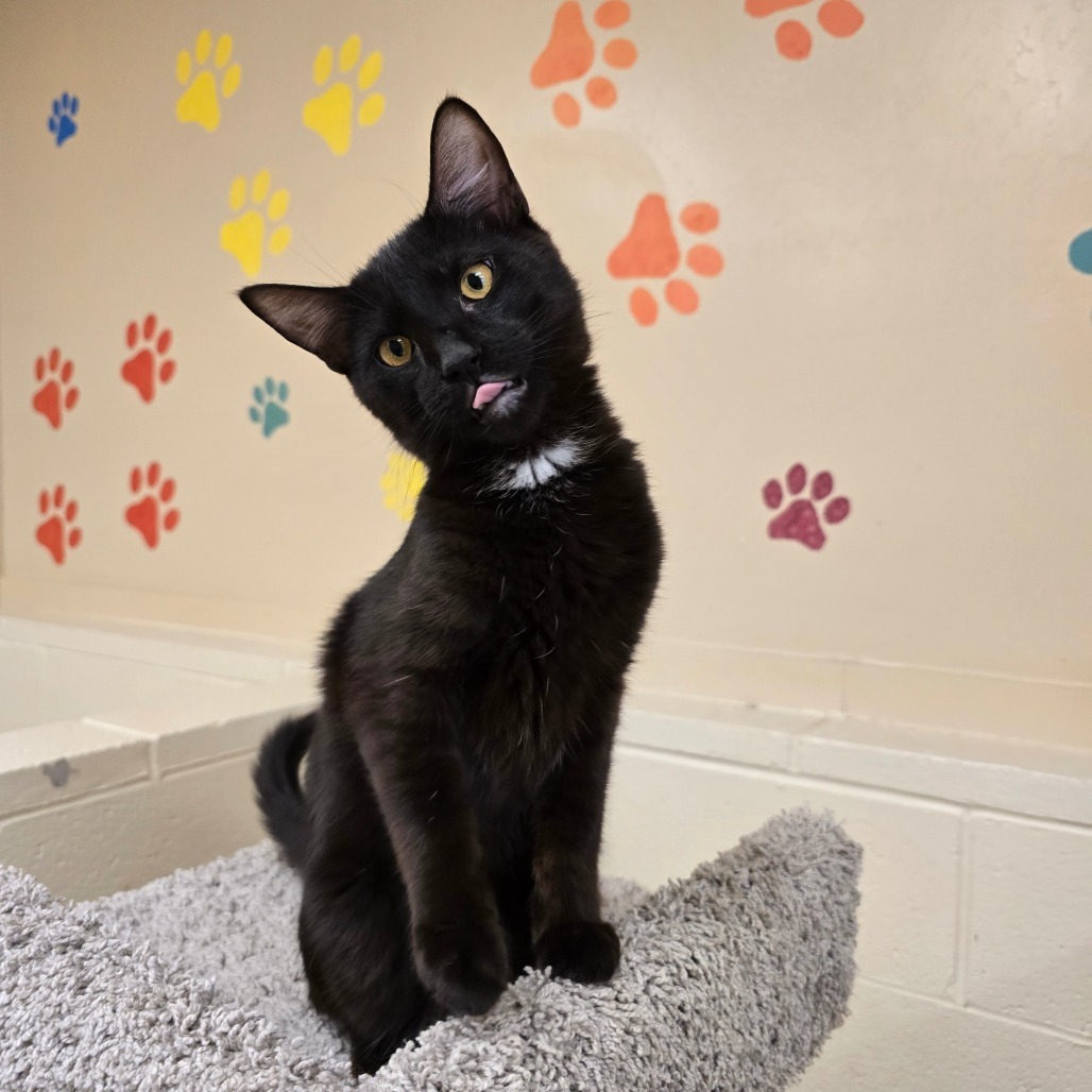 Chimney, an adoptable Domestic Short Hair in Wickenburg, AZ, 85390 | Photo Image 1