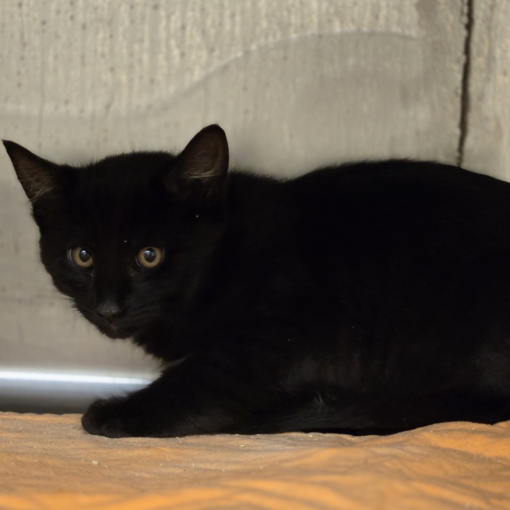 Chimney, an adoptable Domestic Short Hair in Wickenburg, AZ, 85390 | Photo Image 2