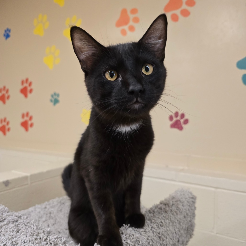 Chimney, an adoptable Domestic Short Hair in Wickenburg, AZ, 85390 | Photo Image 3