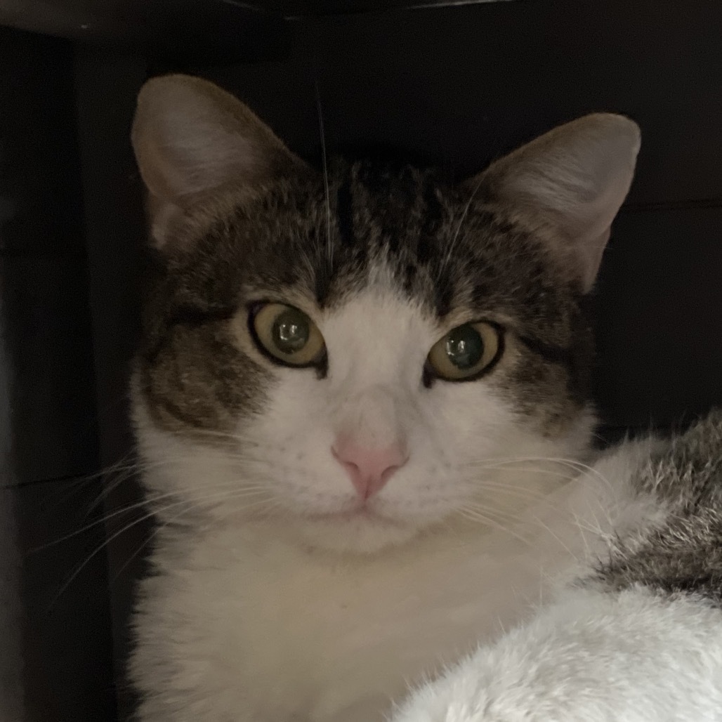 Vixen, an adoptable Domestic Short Hair in Sheridan, WY, 82801 | Photo Image 1
