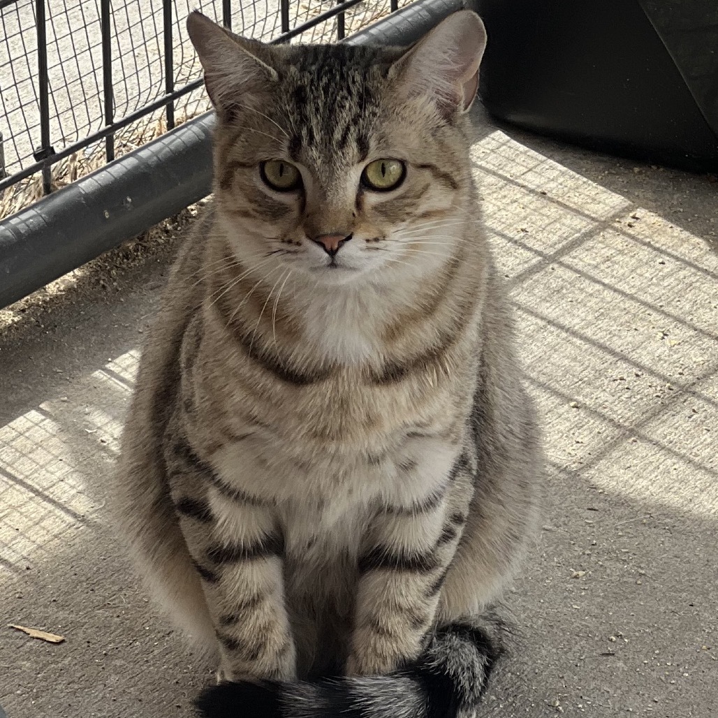 Buckeye, an adoptable Domestic Short Hair in Sheridan, WY, 82801 | Photo Image 1