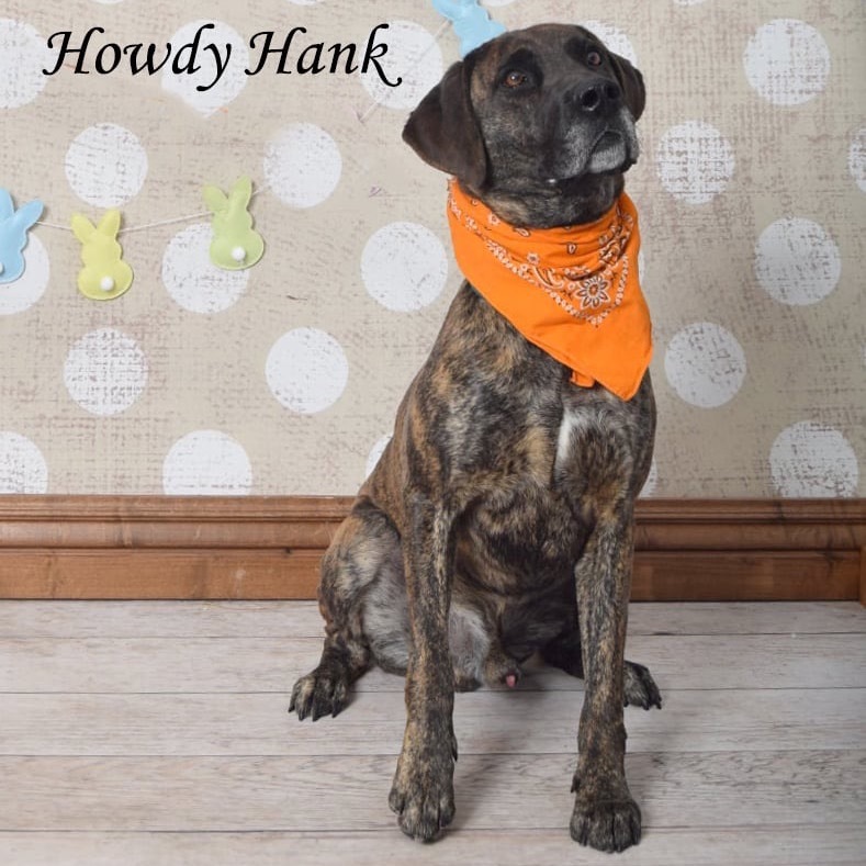 Howdy Hank