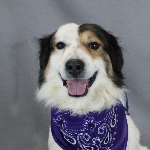 Turkey Dressing, an adoptable Setter in Greenville, SC, 29609 | Photo Image 1