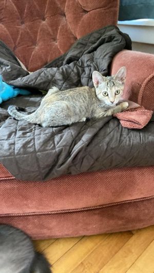Ginny, Baby Female Domestic Short Hair