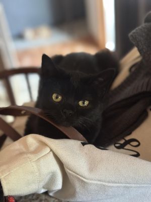 Sarah, Adult Female Domestic Short Hair