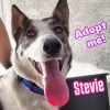 Stevie photo 3