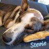 Stevie photo 4