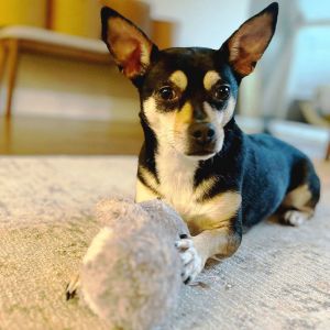 If youre looking for a feisty playmate a super affectionate snuggle buddy and an eager walking co