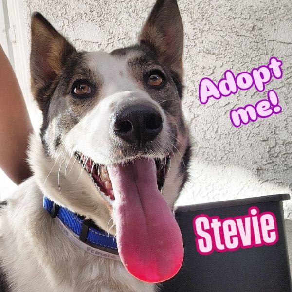 Stevie thumbnail 3