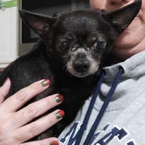 Princess, Senior Female Chihuahua