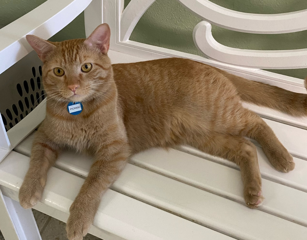 Picasso, an adoptable Domestic Short Hair in Hot Springs, AR, 71901 | Photo Image 1