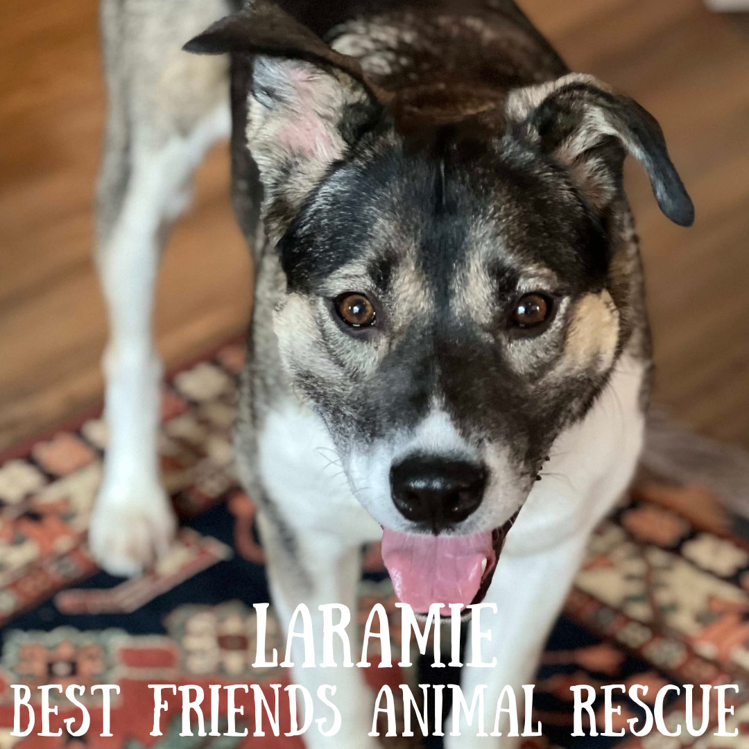 Laramie, an adoptable Husky in Wasilla, AK, 99654 | Photo Image 1