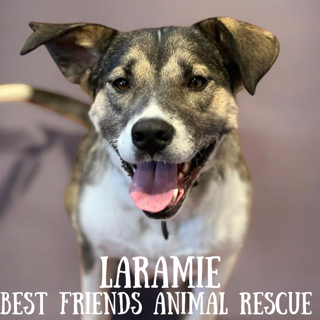 Laramie, an adoptable Husky in Wasilla, AK, 99654 | Photo Image 2