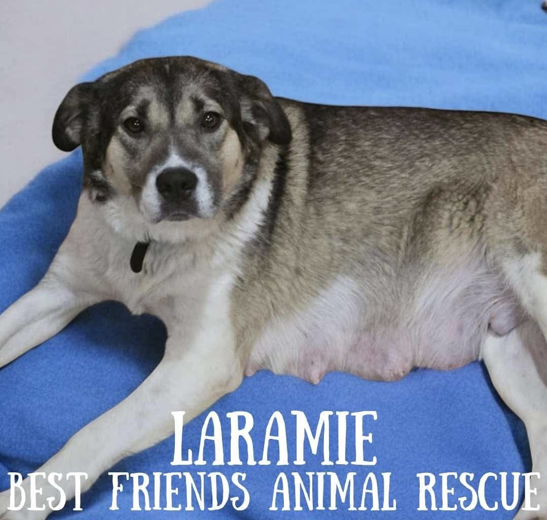 Laramie, an adoptable Husky in Wasilla, AK, 99654 | Photo Image 3
