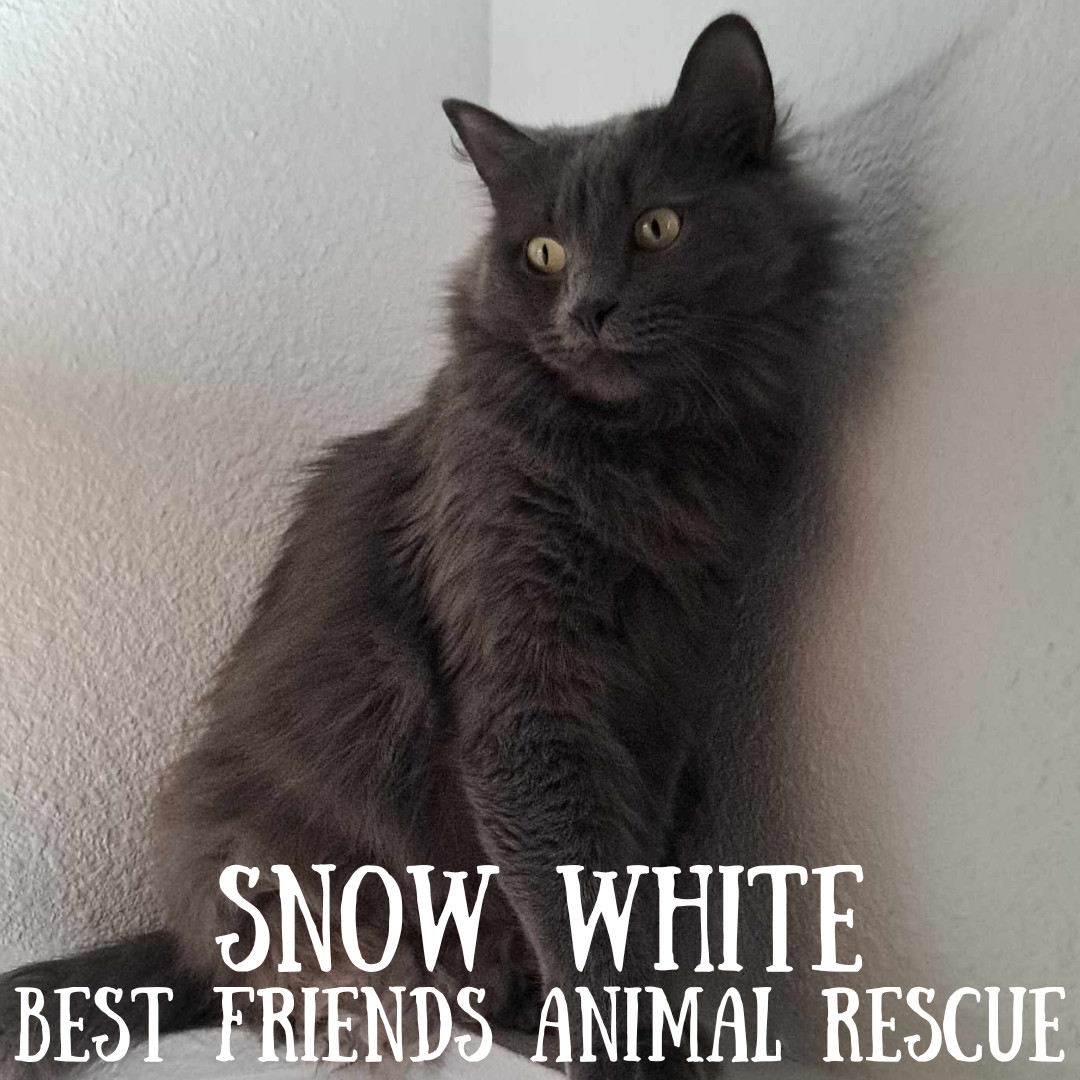 Snow White, an adoptable Domestic Long Hair in Wasilla, AK, 99654 | Photo Image 1