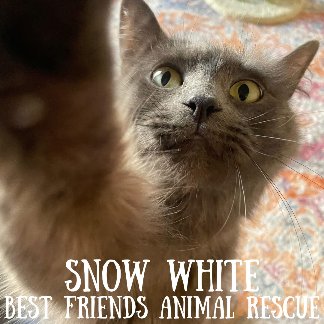 Snow White, an adoptable Domestic Long Hair in Wasilla, AK, 99654 | Photo Image 2