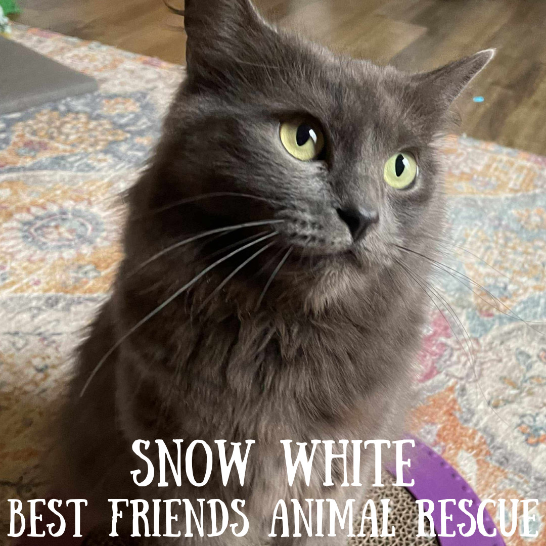 Snow White, an adoptable Domestic Long Hair in Wasilla, AK, 99654 | Photo Image 3