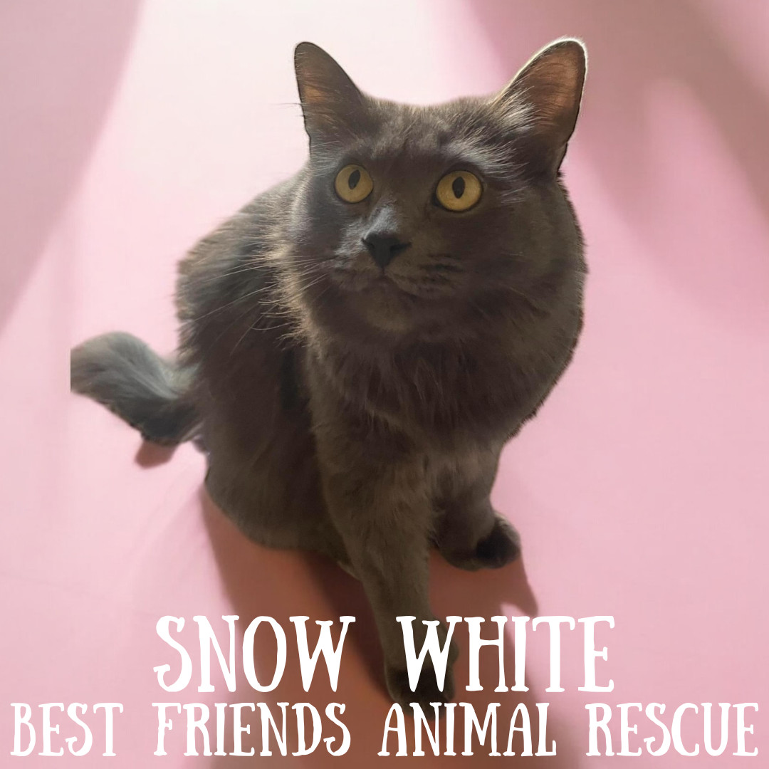 Snow White, an adoptable Domestic Long Hair in Wasilla, AK, 99654 | Photo Image 4