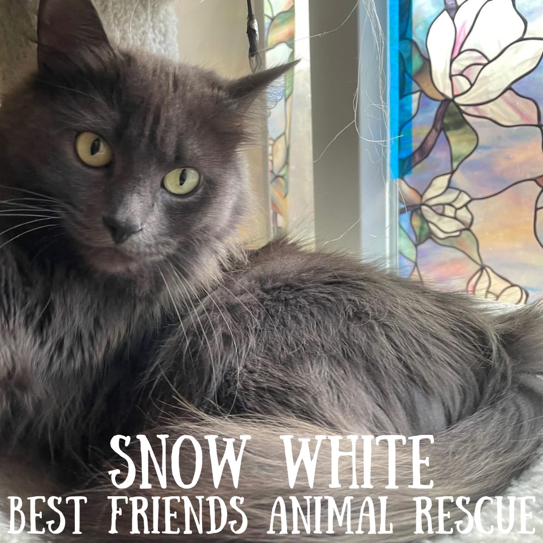 Snow White, an adoptable Domestic Long Hair in Wasilla, AK, 99654 | Photo Image 6